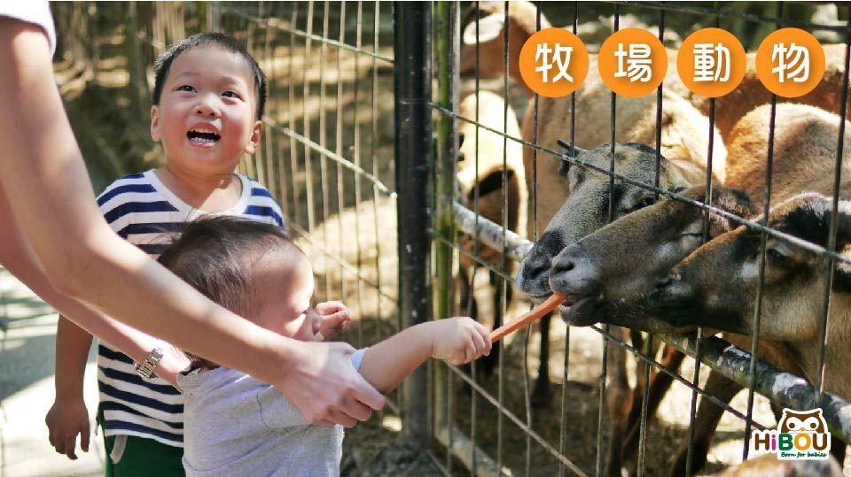 大人陪著孩子在牧場欄舍旁看羊