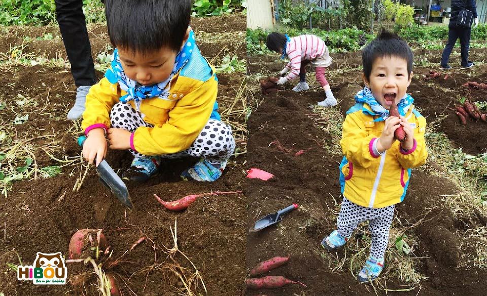 喜福《親子育兒》小吃貨的食育之旅-東京慈濟人文中文教室的挖地瓜活動